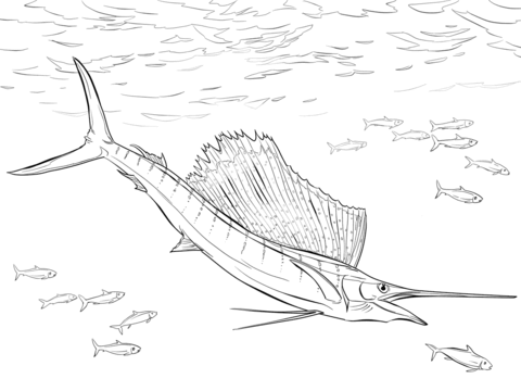 Atlantic Sailfish Coloring Page